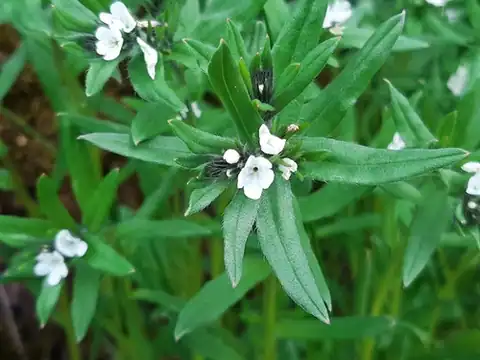 Foto dokumenter Buglossoides arvensis