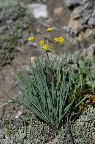 Foto dokumenter Bupleurum americanum