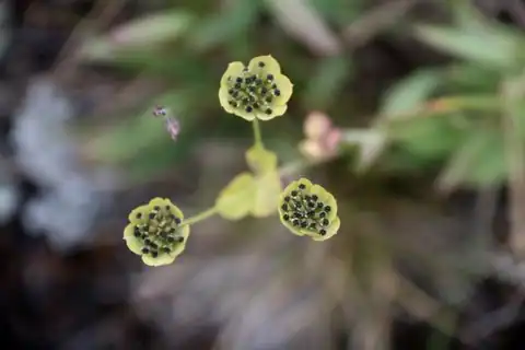 Foto dokumenter Bupleurum triradiatum