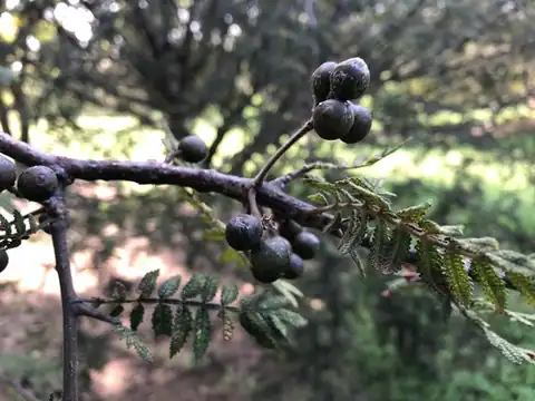 Foto dokumenter Bursera copallifera