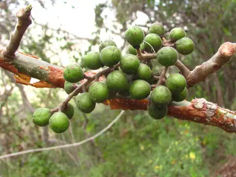 Foto dokumenter Bursera grandifolia