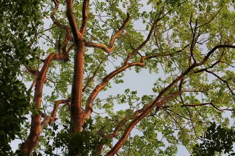 Foto dokumenter Bursera simaruba