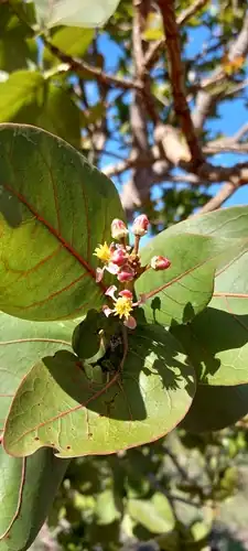 Foto dokumenter Byrsonima coccolobifolia