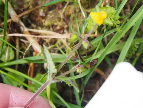 Foto dokumenter Calceolaria mexicana