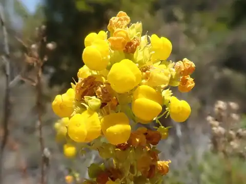 Foto dokumenter Calceolaria thyrsiflora