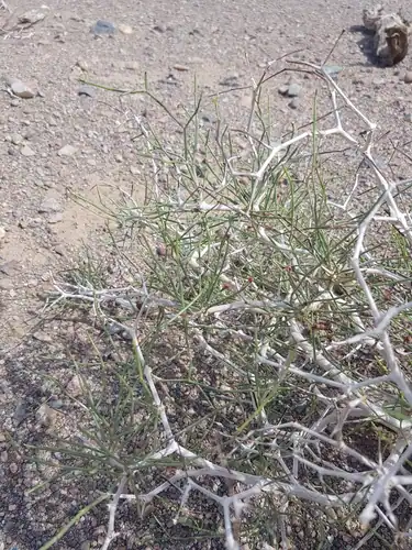Foto dokumenter Calligonum ebinuricum