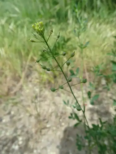 Foto dokumenter Camelina sativa