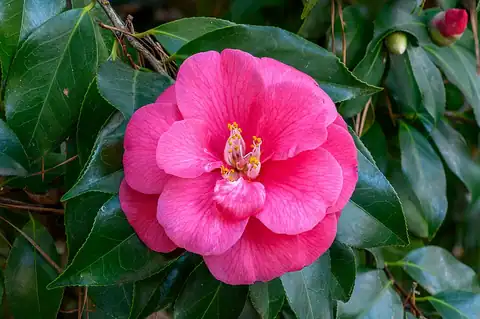 Foto dokumenter Camellia japonica