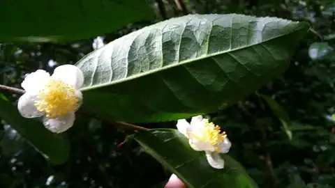 Foto dokumenter Camellia sinensis