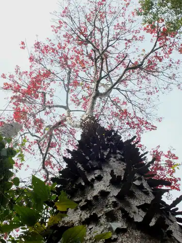 Foto dokumenter Canarium strictum