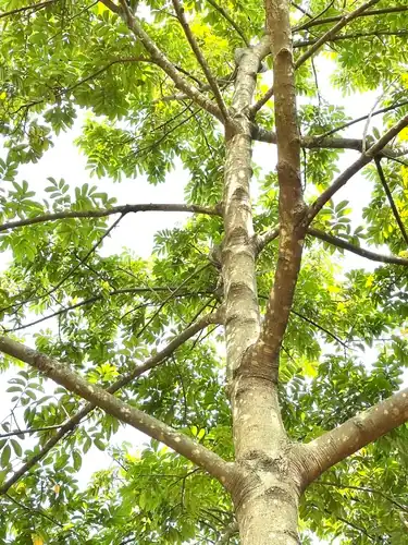 Foto dokumenter Canarium subulatum