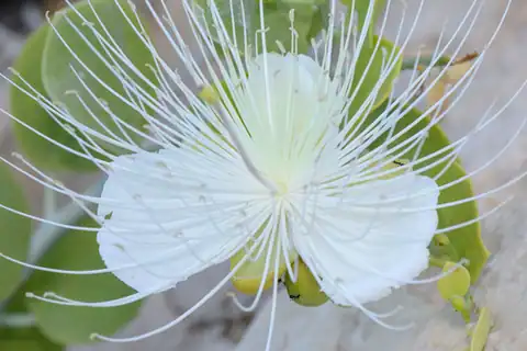 Foto dokumenter Capparis cartilaginea