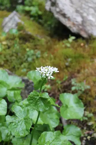 Foto dokumenter Cardamine asarifolia