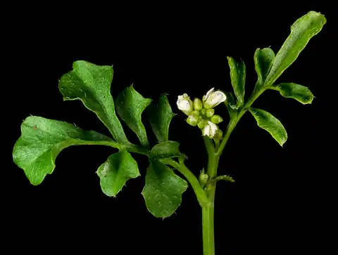 Foto dokumenter Cardamine hirsuta