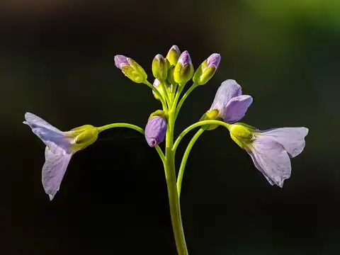 Foto dokumenter Cardamine pratensis
