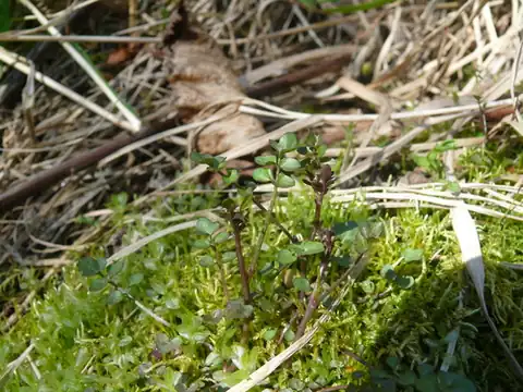 Foto dokumenter Cardamine umbellata