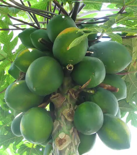 Buah Carica papaya dari tanaman budidaya yang dicatat sumber sebagai 'Tropical Dwarf'.