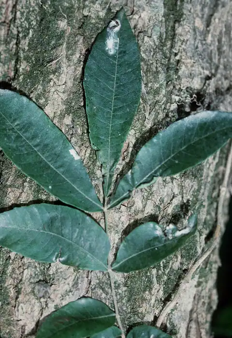 Foto dokumenter Carya aquatica