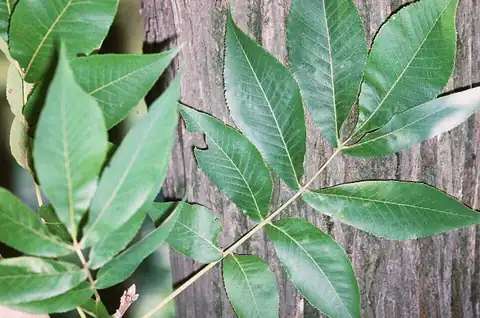 Foto dokumenter Carya laciniosa