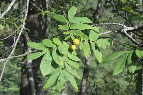 Foto dokumenter Carya myristiciformis
