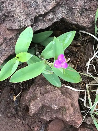 Foto dokumenter Tradescantia brevifolia