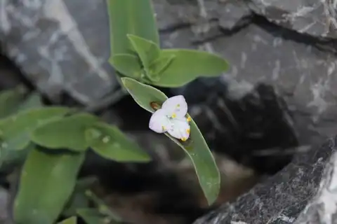 Foto dokumenter Tradescantia buckleyi
