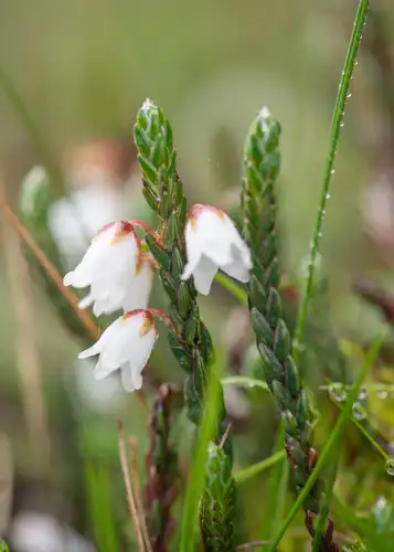 Foto dokumenter Cassiope fastigiata