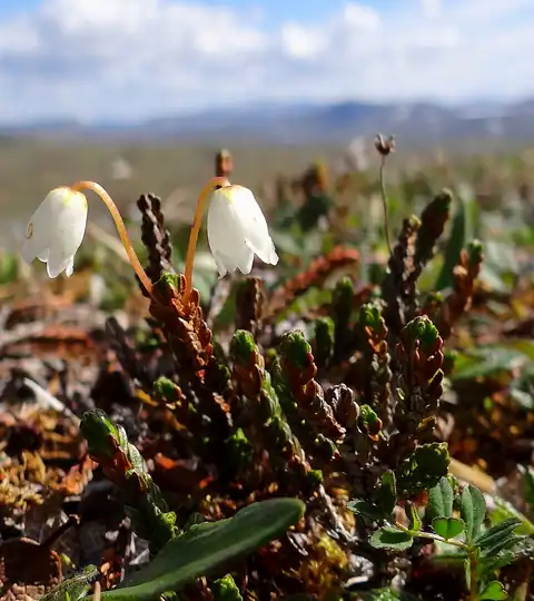 Foto dokumenter Cassiope tetragona