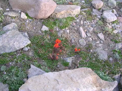 Foto dokumenter Castilleja rupicola