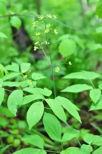 Foto dokumenter Caulophyllum robustum