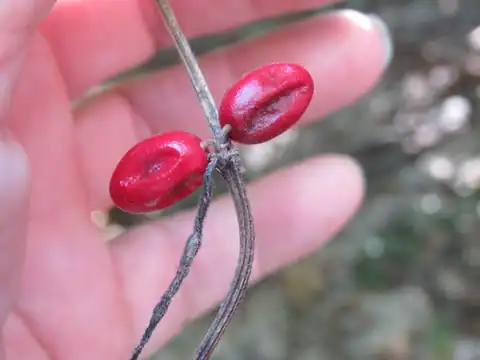 Foto dokumenter Cayaponia quinqueloba