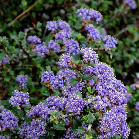 Foto dokumenter Ceanothus confusus