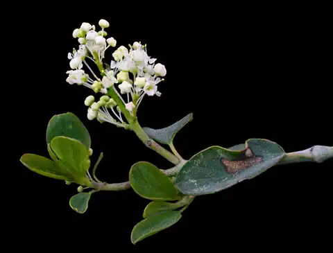 Foto dokumenter Ceanothus cordulatus