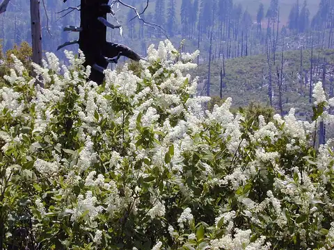Foto dokumenter Ceanothus integerrimus