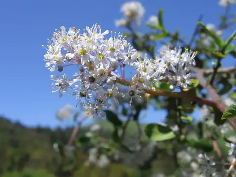 Foto dokumenter Ceanothus oliganthus