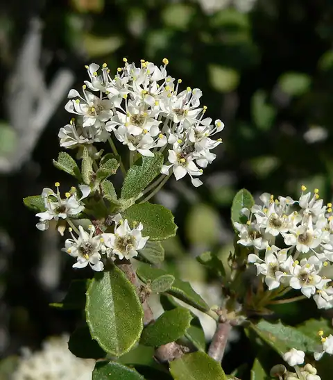 Foto dokumenter Ceanothus pauciflorus