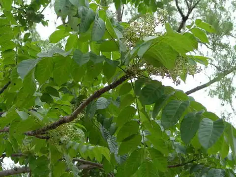 Foto dokumenter Cedrela salvadorensis