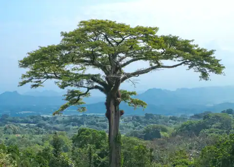 Foto dokumenter Ceiba pentandra