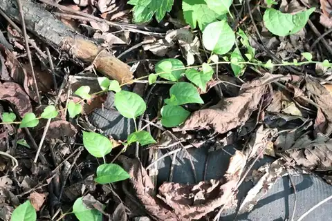 Foto dokumenter Celastrus flagellaris