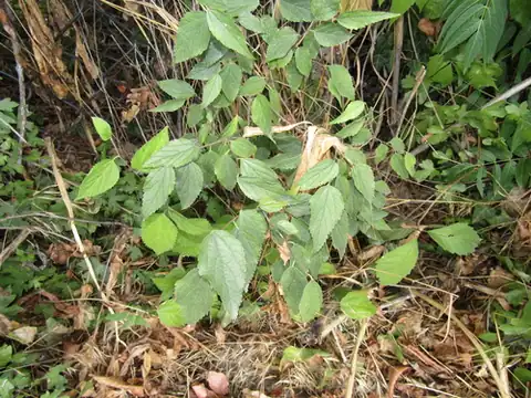 Foto dokumenter Celtis caucasica