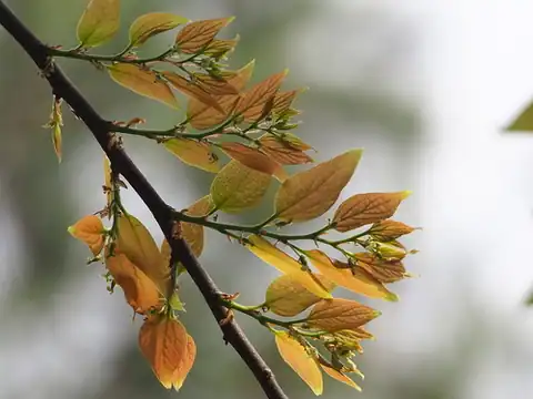 Foto dokumenter Celtis sinensis
