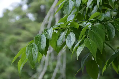 Foto dokumenter Celtis tetrandra