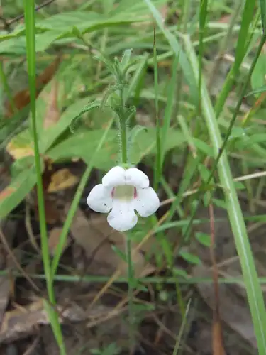 Foto dokumenter Centranthera hispida