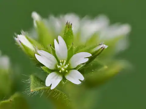 Foto dokumenter Cerastium glomeratum