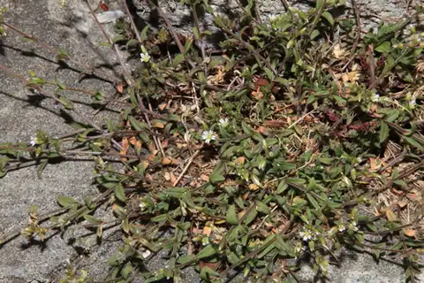 Foto dokumenter Cerastium morrisonense