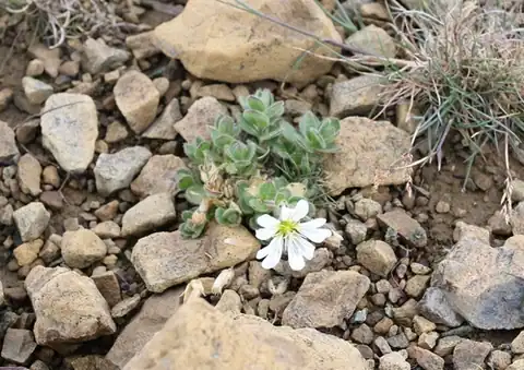 Foto dokumenter Cerastium nigrescens