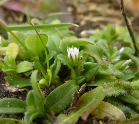 Foto dokumenter Cerastium semidecandrum