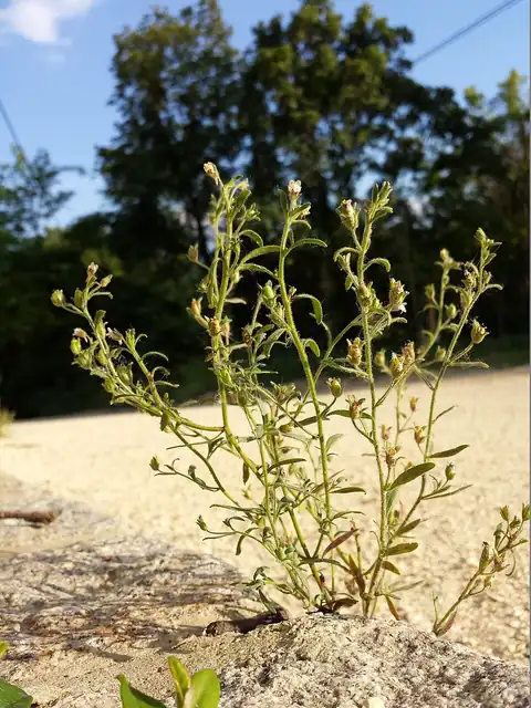 Foto dokumenter Chaenorhinum minus
