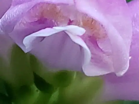 Foto dokumenter Chelone obliqua