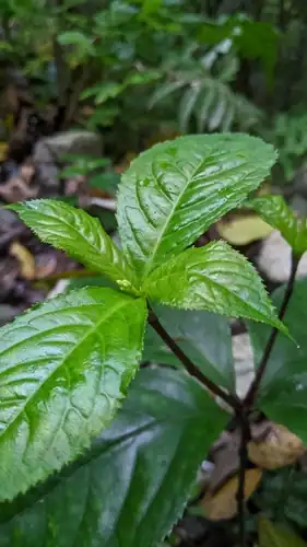 Foto dokumenter Chloranthus henryi